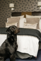 Winston in one of our Dog Friendly Double Bedrooms