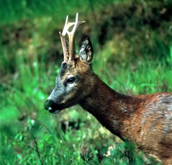 Deer Safari