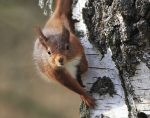 Red squirrel Morning