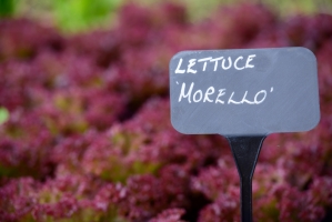 Lettuce Morello