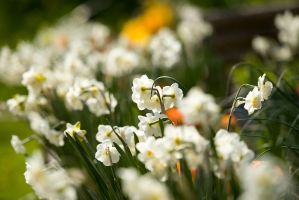 White Flowers in the Battlesteads Garden